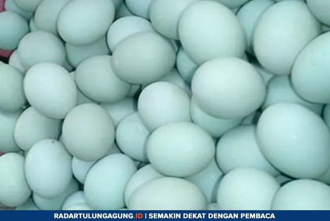 Regulasi dan Izin: Panduan Lengkap untuk Distributor Telur Bebek di Tuban