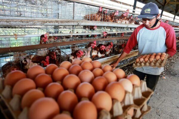 Cara Memilih Supplier Telur Ayam untuk Distributor di Tuban: Panduan Lengkap untuk Menjamin Kualitas dan Efisiensi